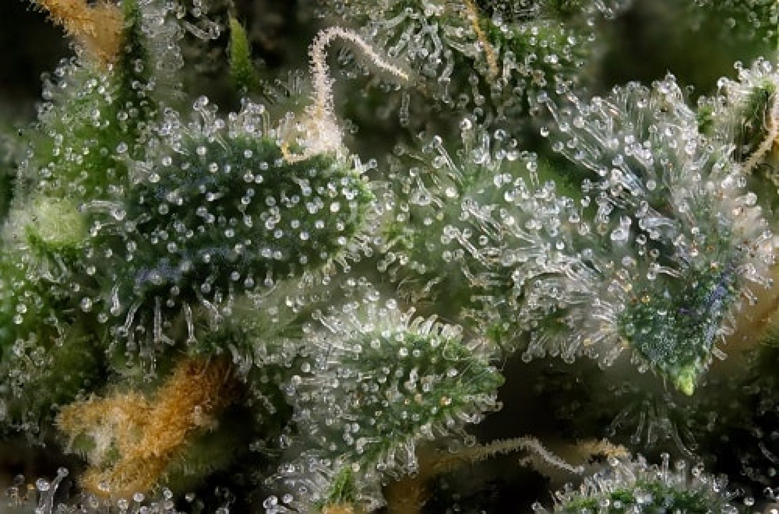 Best Loupes and Microscopes for Viewing Trichomes and Harvesting Cannabis