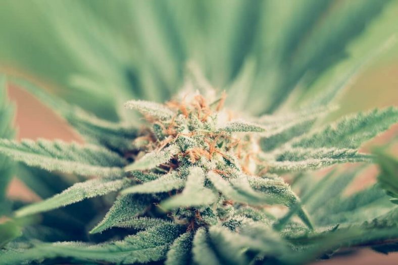 Best Bloom Booster for Growing Cannabis Top Picks