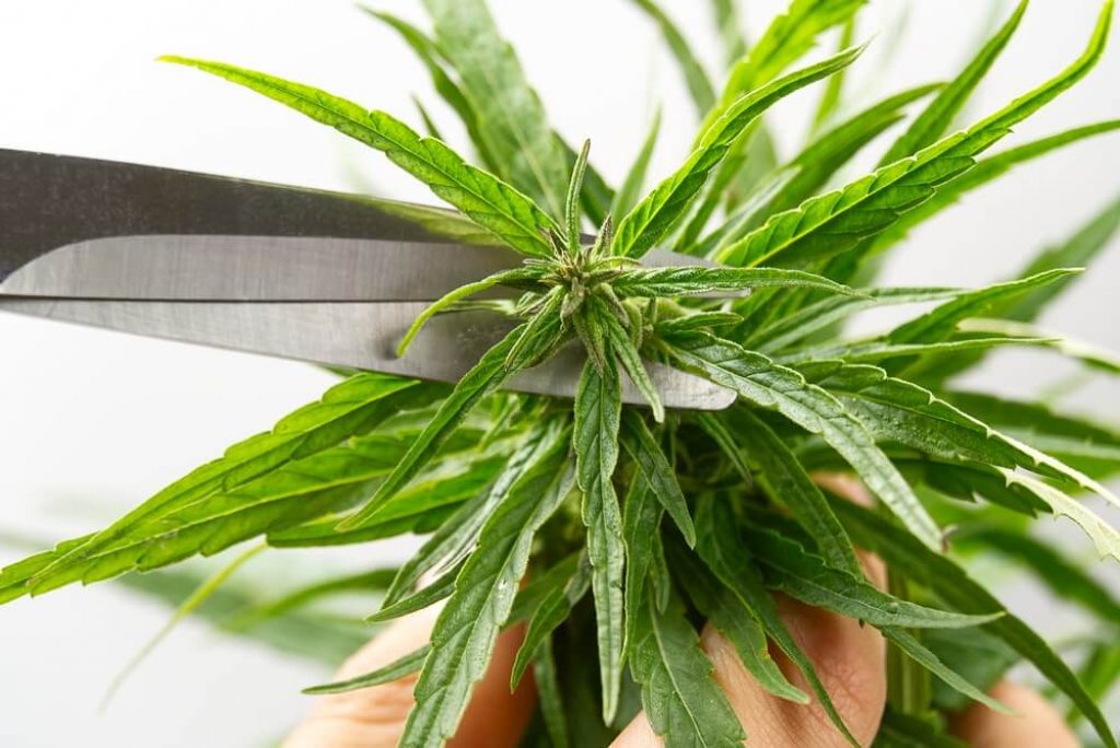 Should You Cut Off Fan Leaves Before Harvesting? Beginner Grow Guide