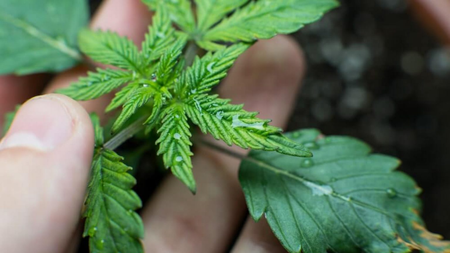 How Much Water Does Your Plant Need? Expert's Advice Grow Guide