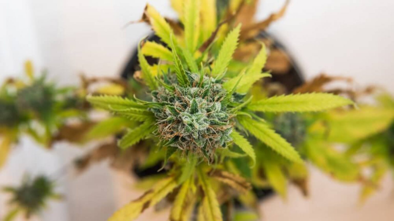 48 Hours of Darkness Before Harvesting Marijuana Plants Growing Cannabis