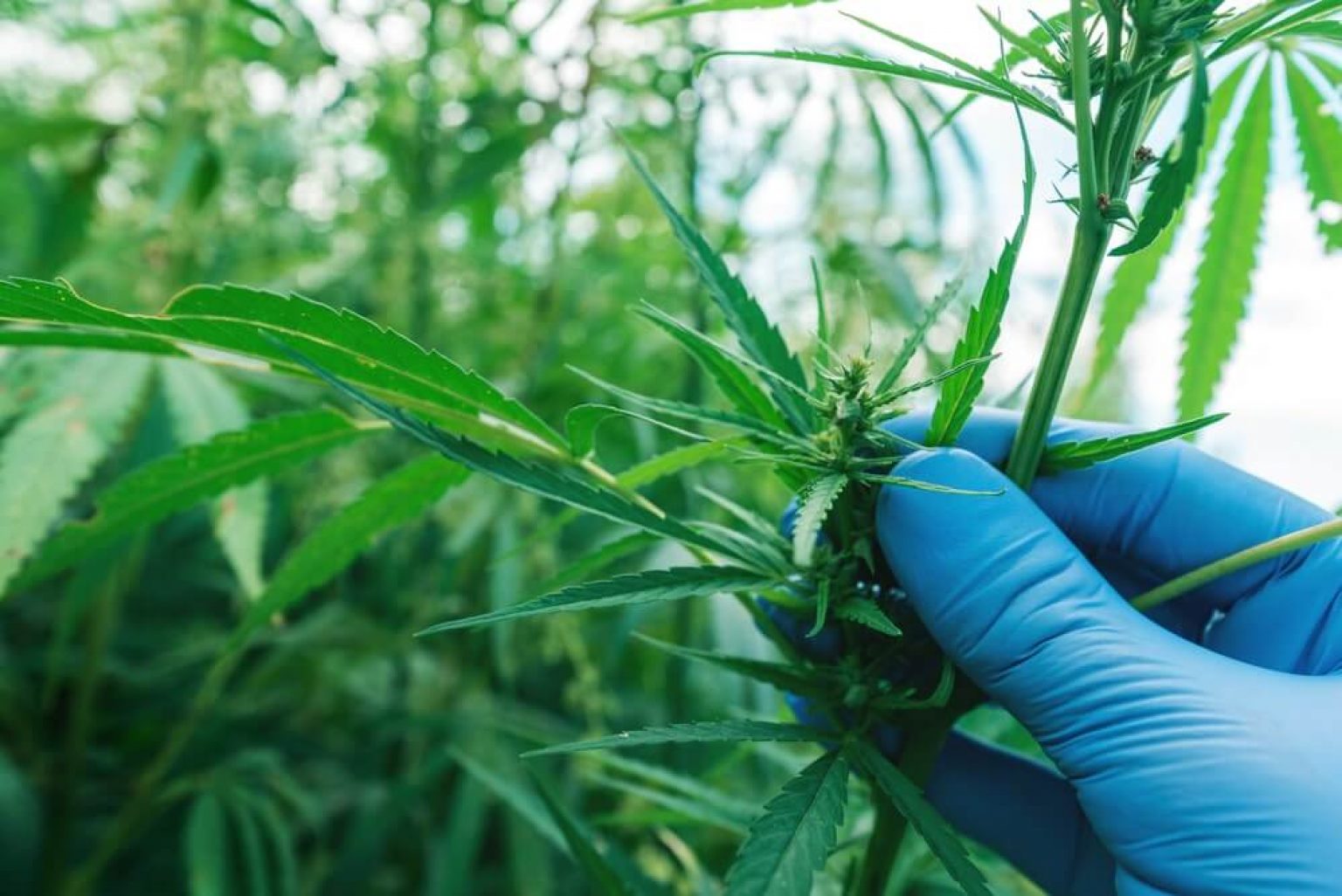 Using Molasses for Cannabis Plants Beginner Grow Guide