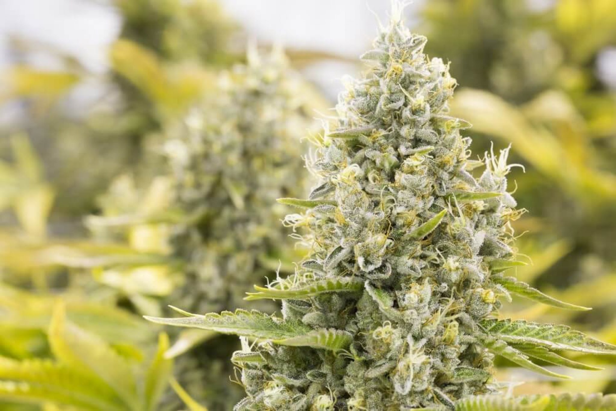 What Happens if You Harvest Marijuana Too Late? Beginner Grow Guide