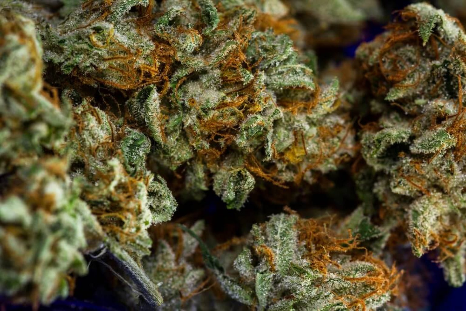 Flowering at 12 Inches Yield How Much Weed Do You Get