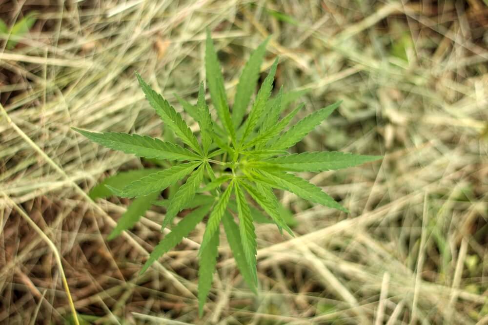 How to Fix Stunted Growth in Plants Beginner Grow Guide