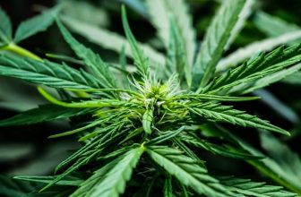 Cannabis Nitrogen Toxicity