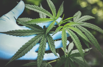 Unlocking the Mystery: Tasting Weed Without Smoking – The Essential Role of Terpenes